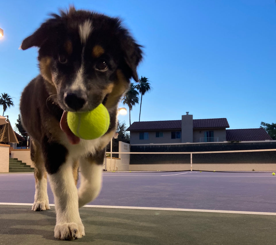 Kona, the All About Tennis Australian Shepard 
